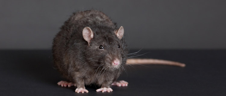 Dératisation : que faire pour lutter contre les rats et les souris ?