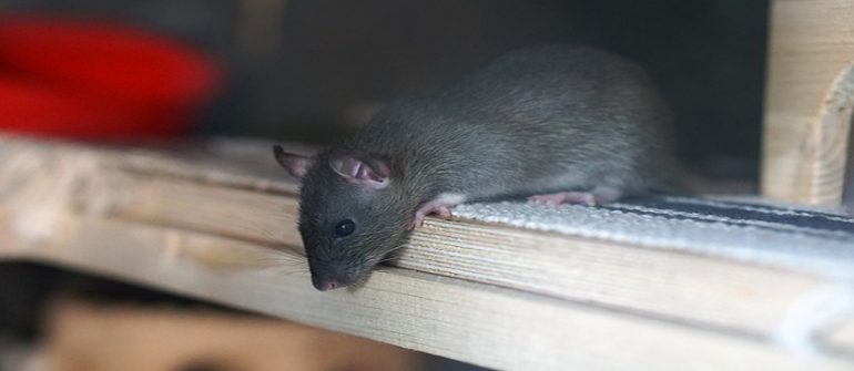 rat dératisation