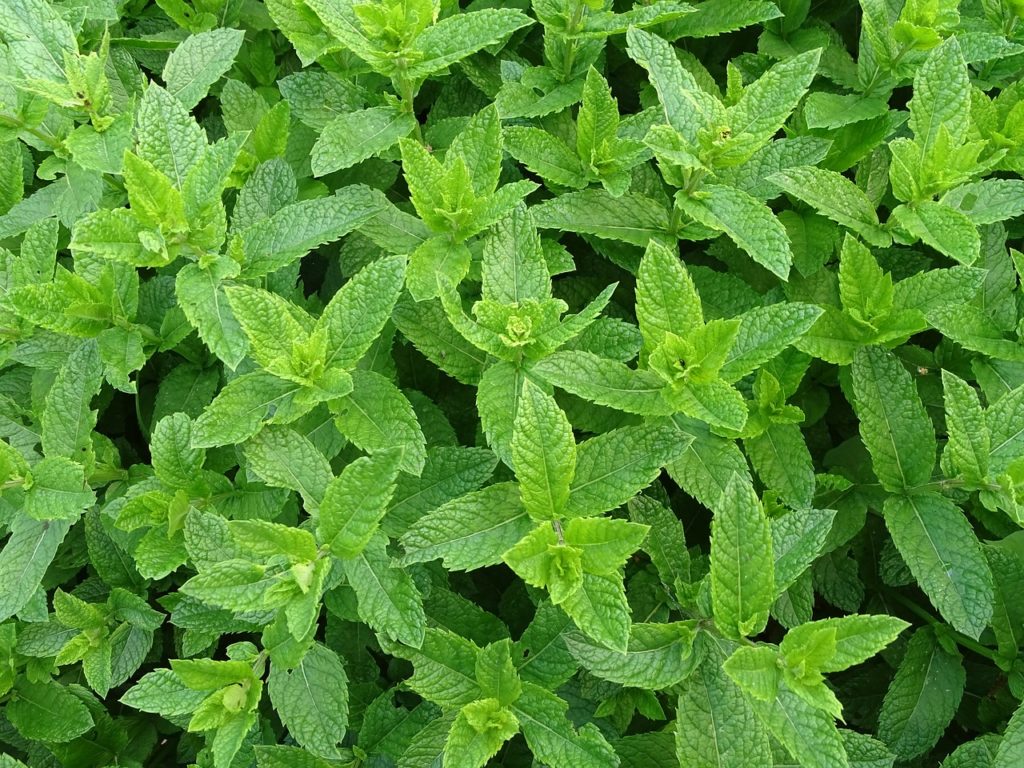 menthe poivree