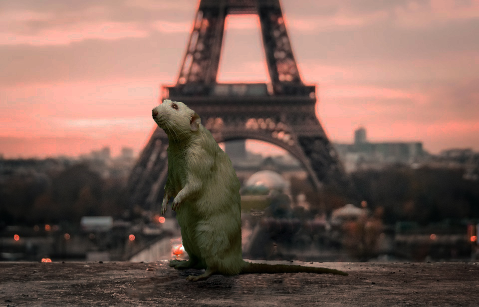 video rat paris tour eiffel