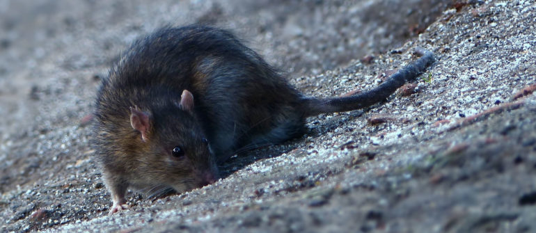 Comment éradiquer les rats ?