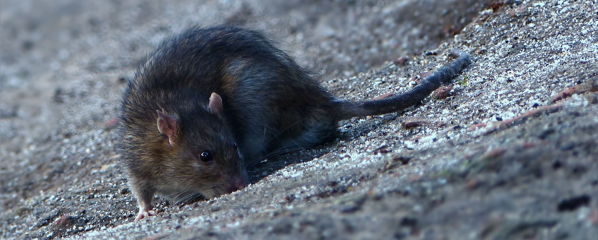 Comment se débarrasser des rats, souris et autres rongeurs à la